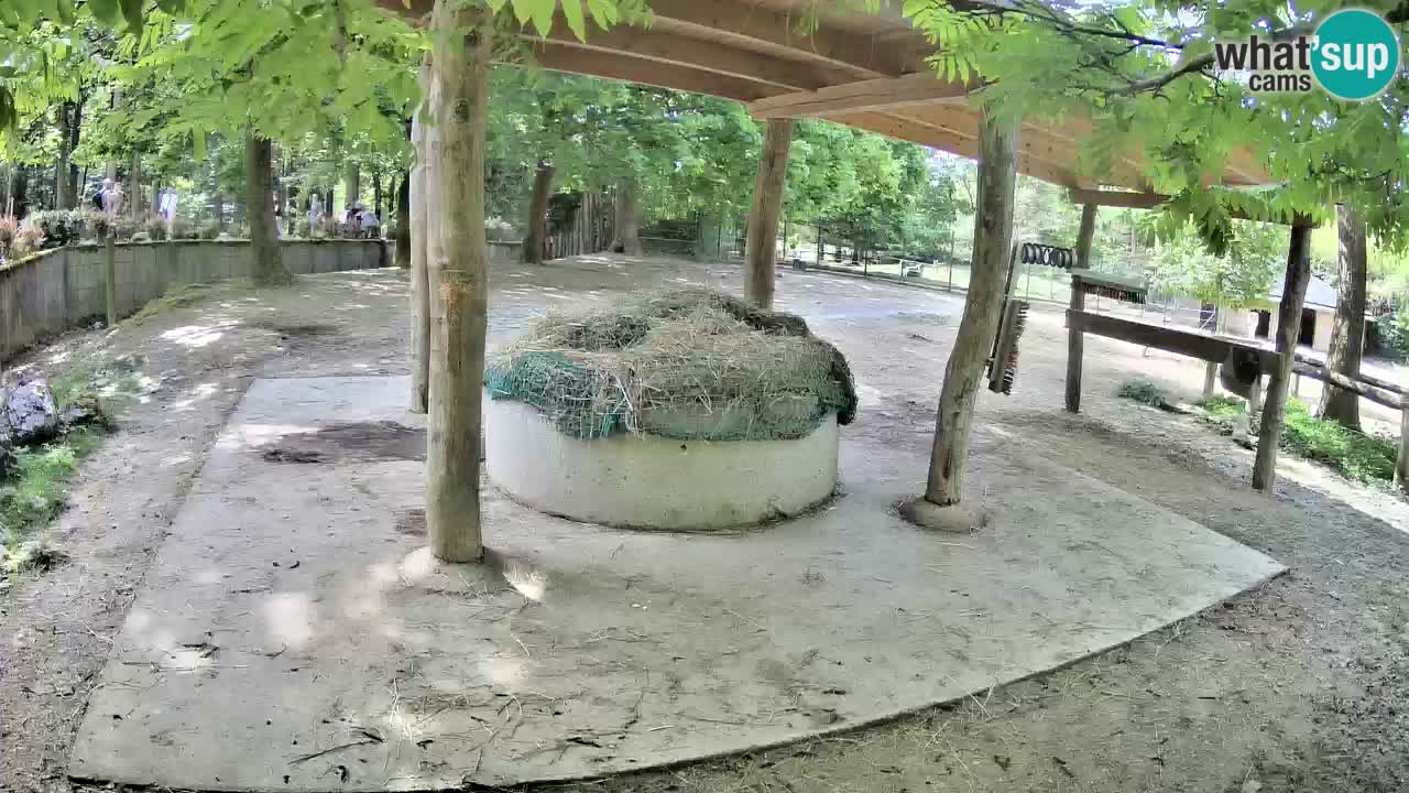 Zebre v živo v živalskem vrtu Ljubljana ZOO spletne kamere