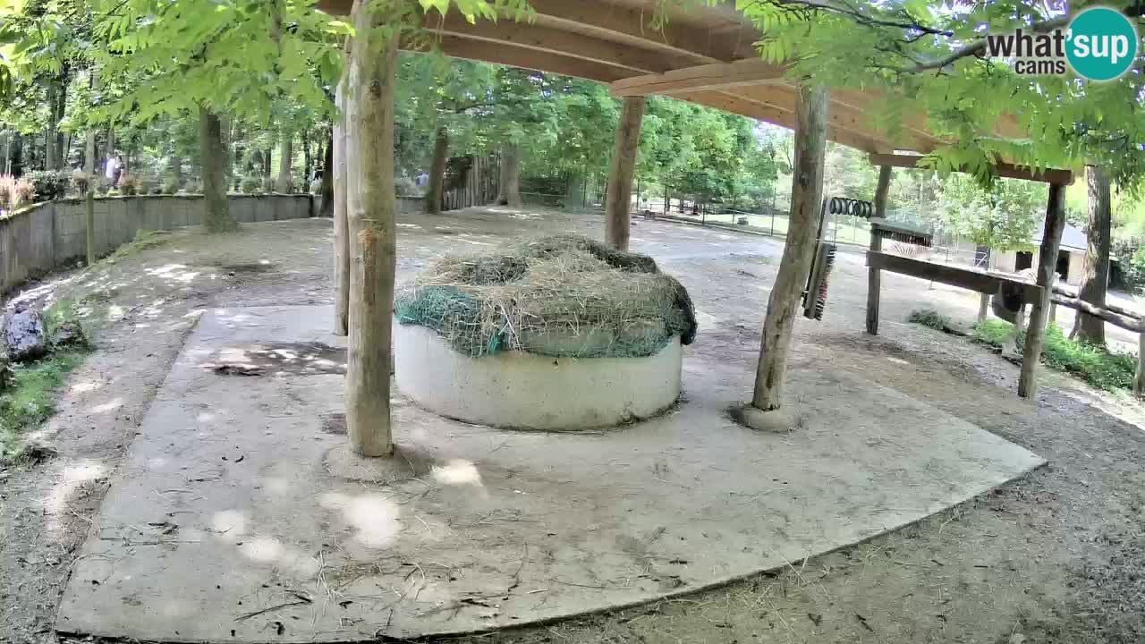 Live webcam Zebras in Ljubljana ZOO – Slovenia