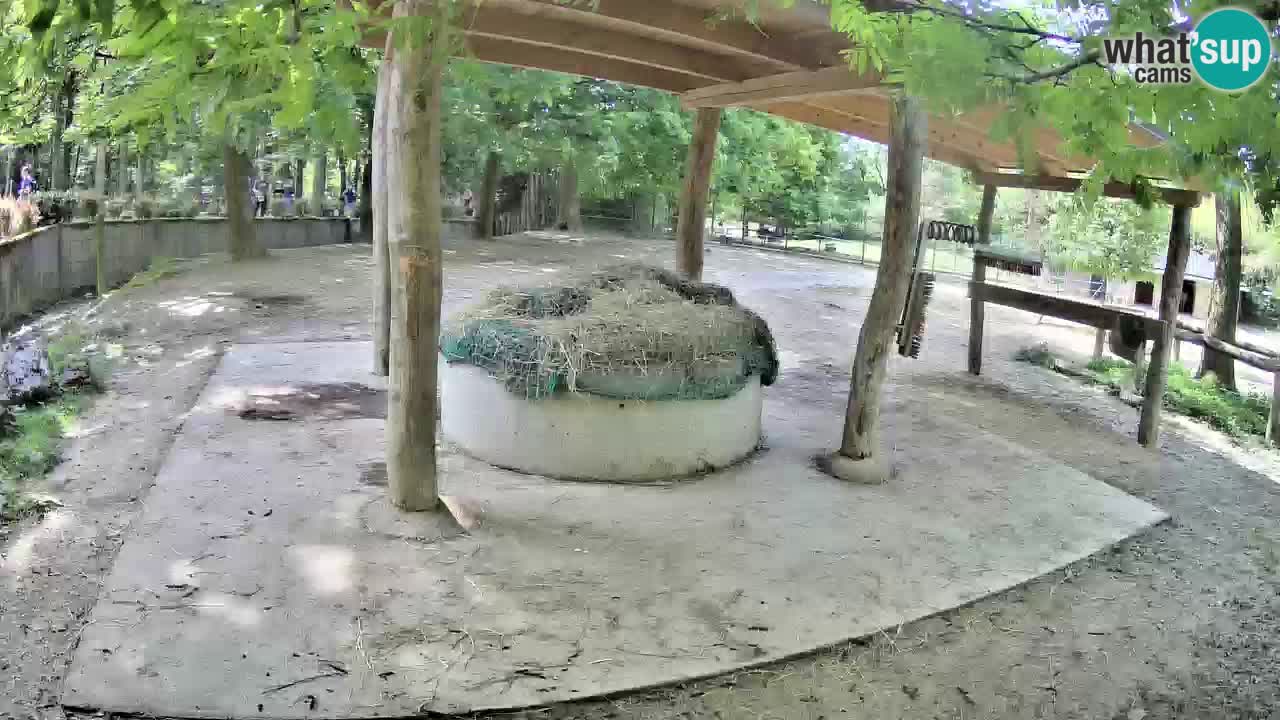 Live webcam Zebras in Ljubljana ZOO – Slovenia
