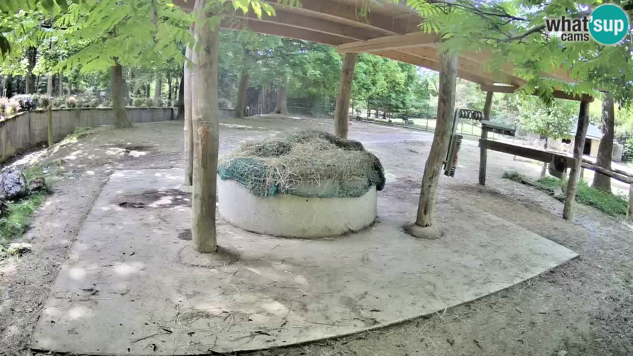 Live webcam Zebras in Ljubljana ZOO – Slovenia