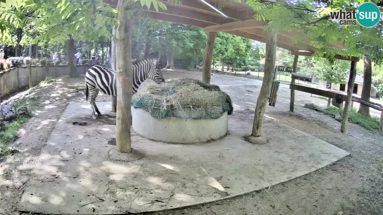 Live Webcam Zebras in Ljubljana ZOO – Slowenien