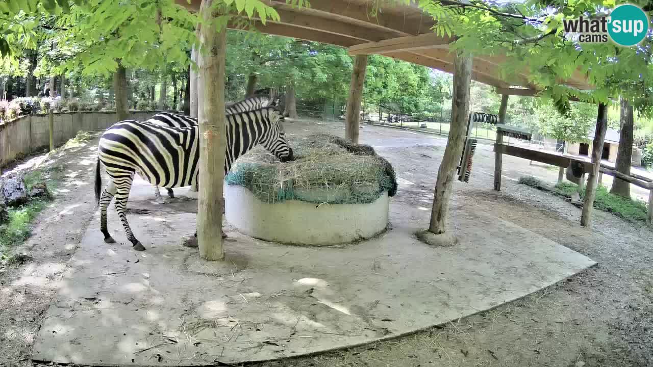 Le Zebre nello ZOO di Ljubljana – Slovenia Live webcam