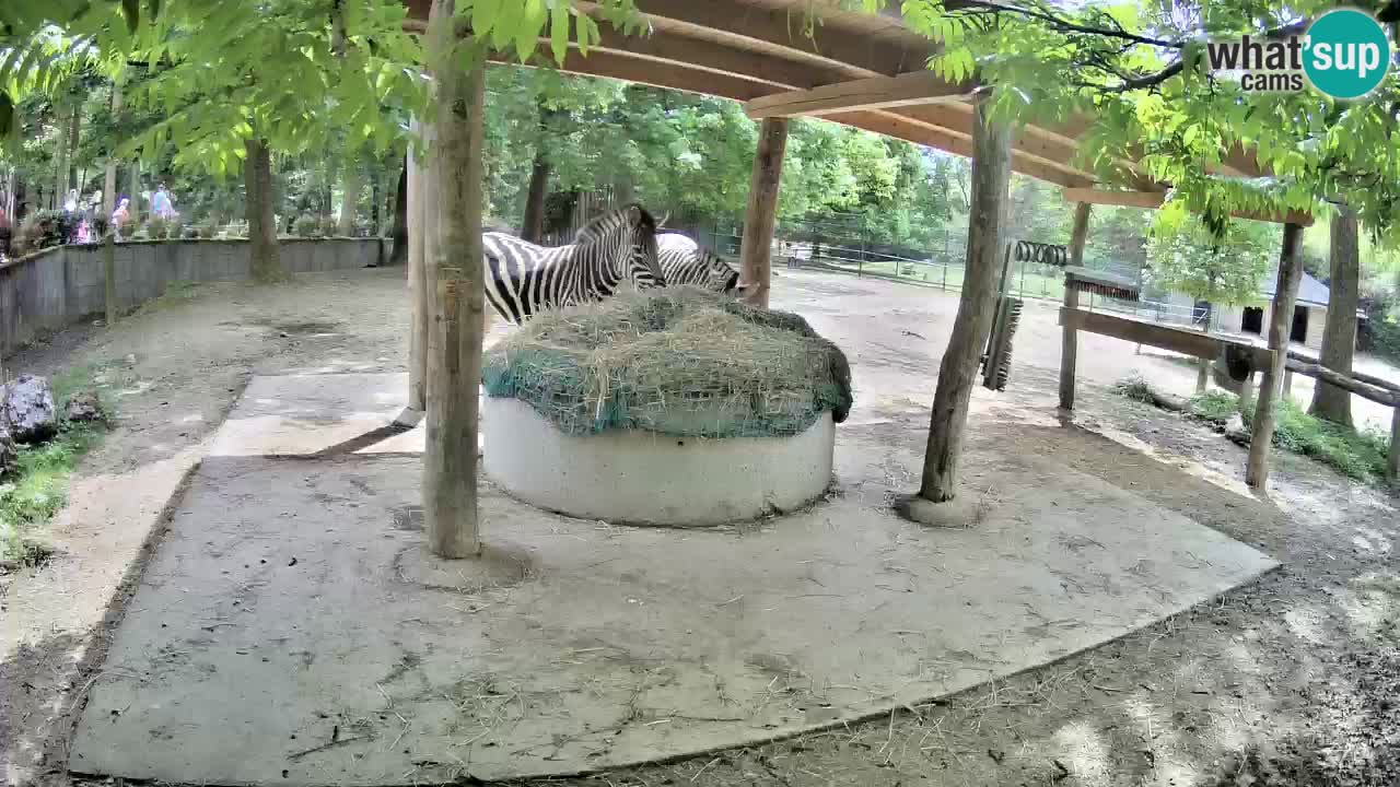 Camera en vivo Cebras in Ljubljana ZOO – Eslovenia