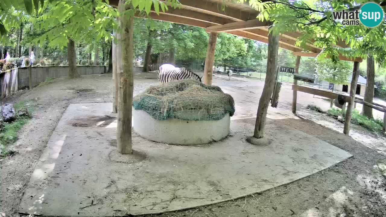 Web kamera uživo Zebras u ZOO Ljubljana – Slovenija