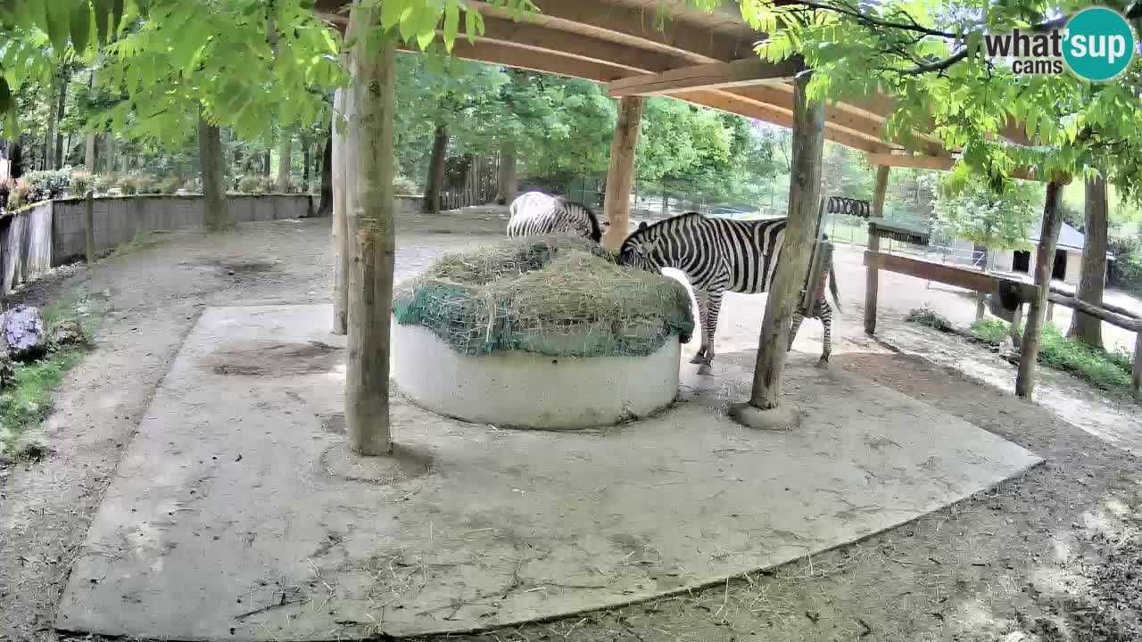 Zebre v živo v živalskem vrtu Ljubljana ZOO spletne kamere