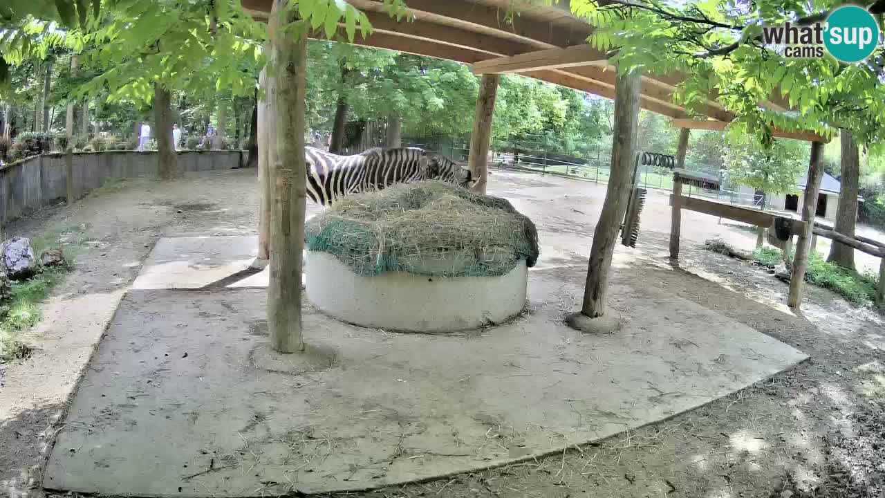 Live Webcam Zebras in Ljubljana ZOO – Slowenien