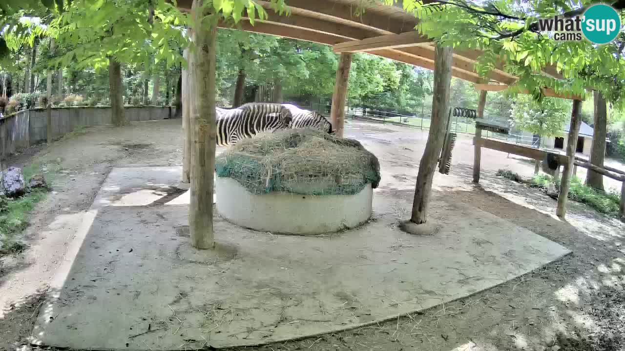 Camera en vivo Cebras in Ljubljana ZOO – Eslovenia