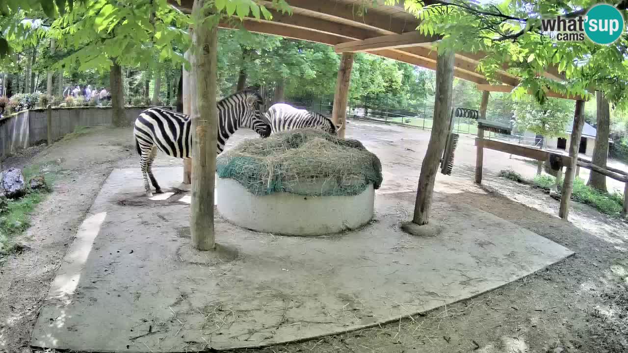 Live webcam Les zèbres in Ljubljana ZOO – Slovénie