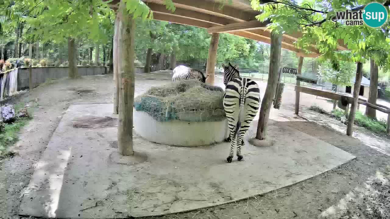 Live webcam Zebras in Ljubljana ZOO – Slovenia