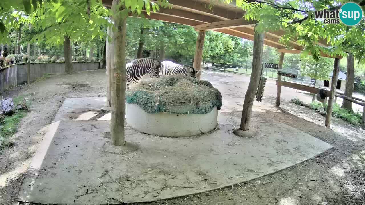 Zebre v živo v živalskem vrtu Ljubljana ZOO spletne kamere