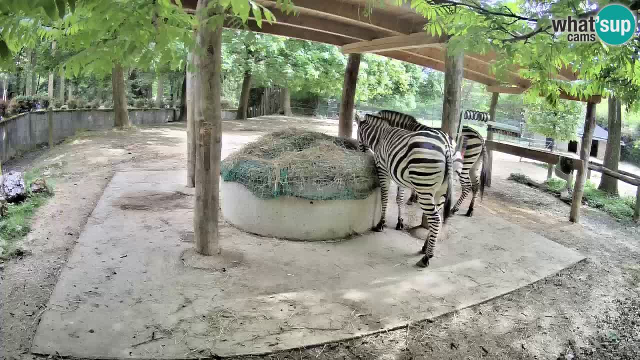Live Webcam Zebras in Ljubljana ZOO – Slowenien