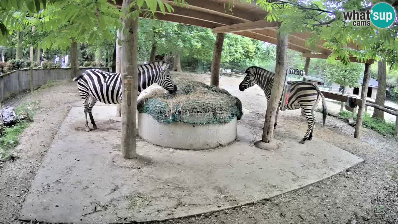 Camera en vivo Cebras in Ljubljana ZOO – Eslovenia
