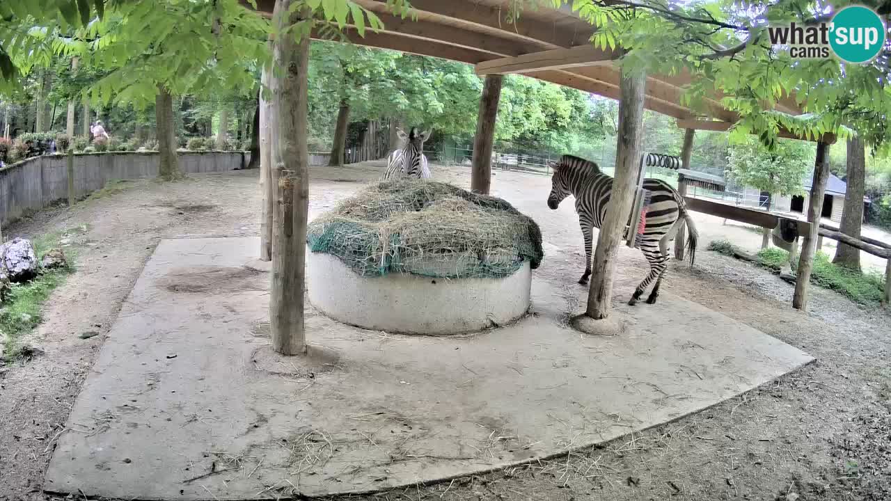 Le Zebre nello ZOO di Ljubljana – Slovenia Live webcam