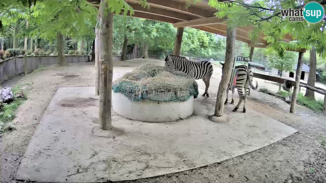Web kamera uživo Zebras u ZOO Ljubljana – Slovenija