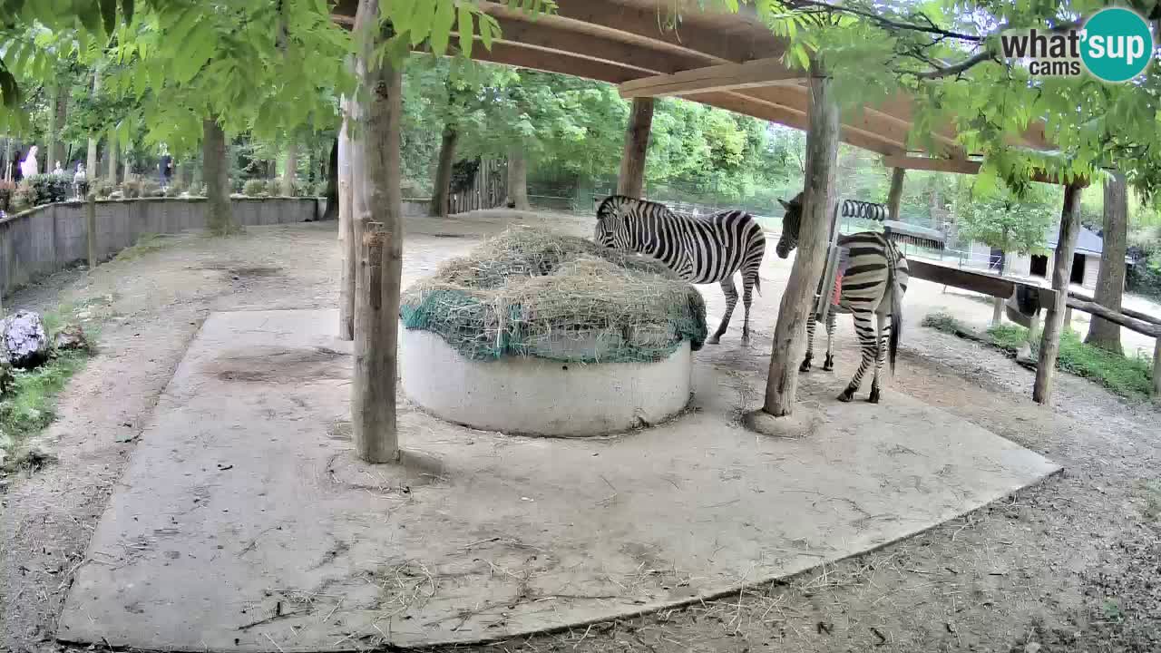 Web kamera uživo Zebras u ZOO Ljubljana – Slovenija
