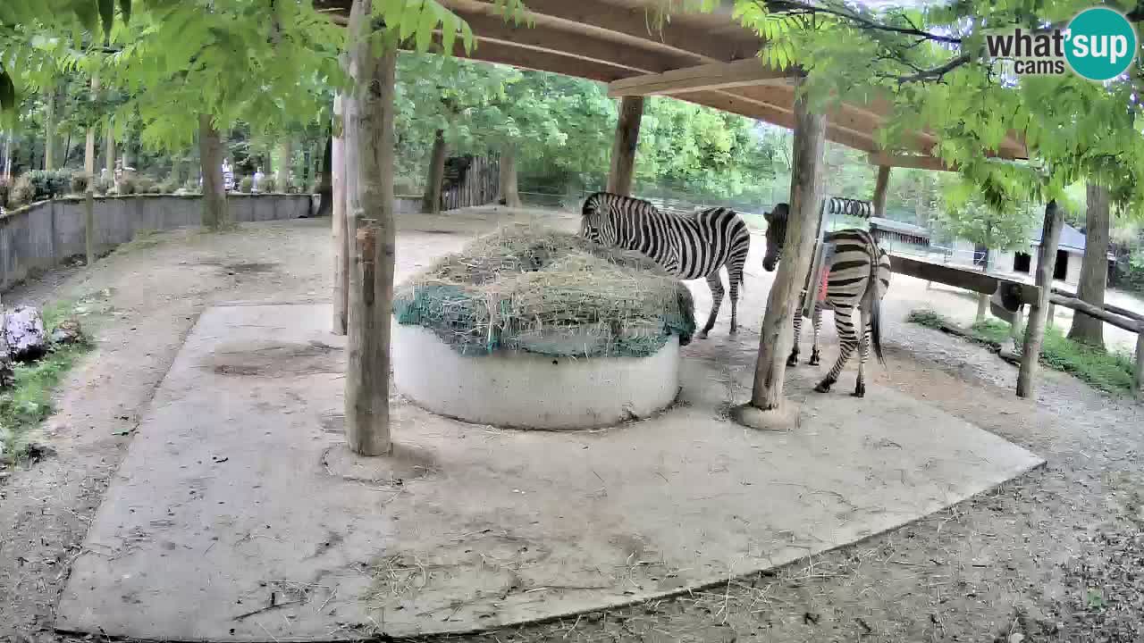 Live Webcam Zebras in Ljubljana ZOO – Slowenien