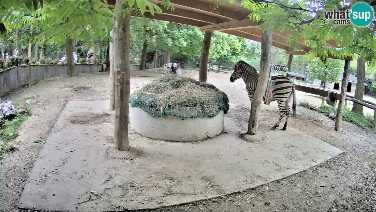 Live Webcam Zebras in Ljubljana ZOO – Slowenien
