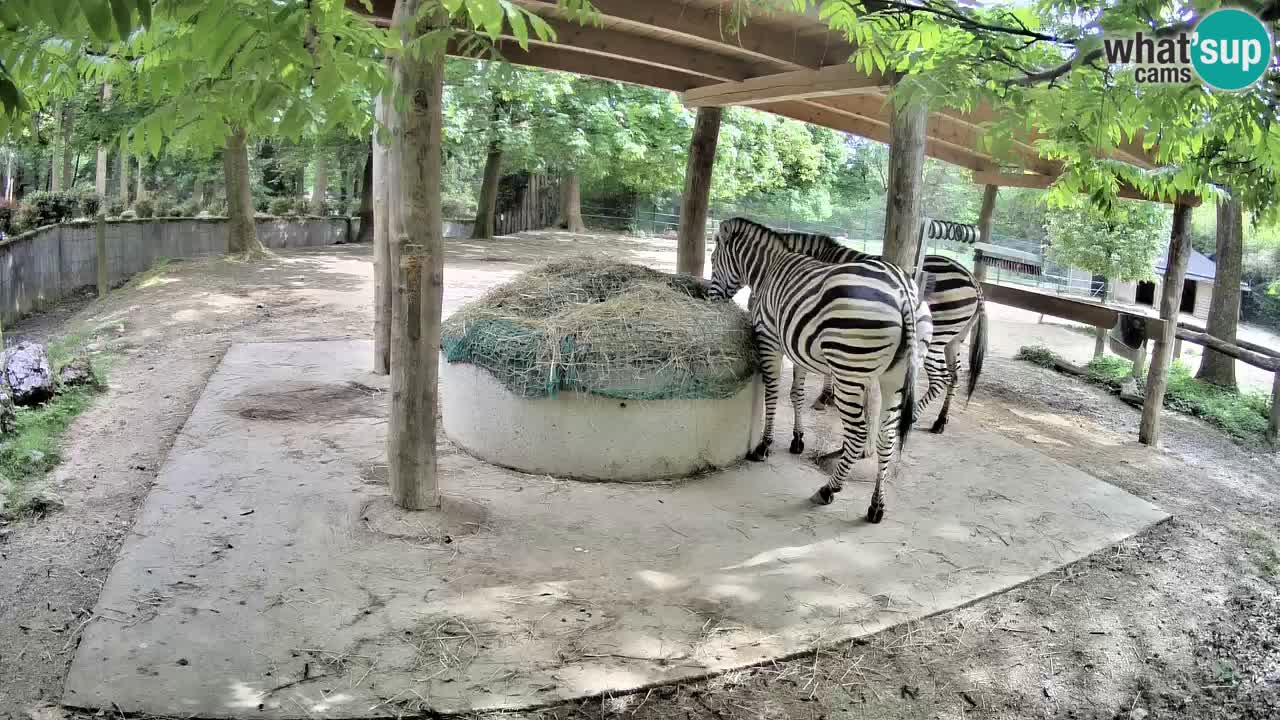 Live webcam Zebras in Ljubljana ZOO – Slovenia