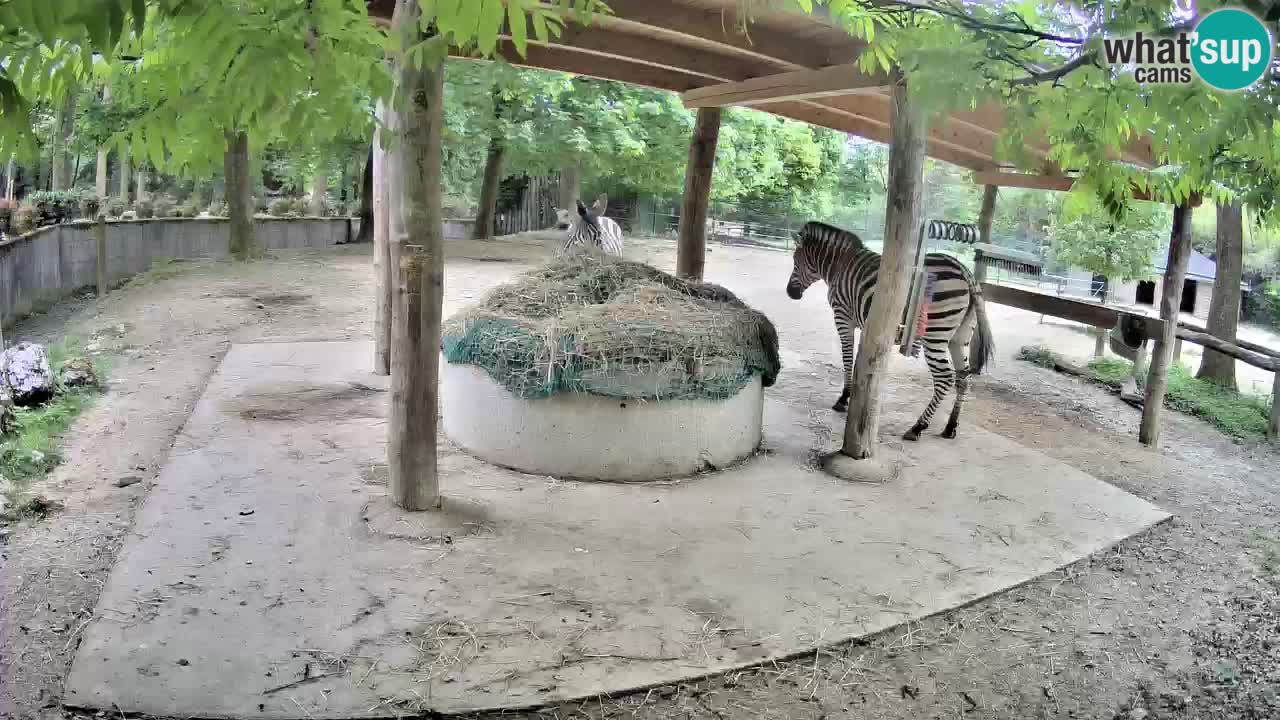 Le Zebre nello ZOO di Ljubljana – Slovenia Live webcam