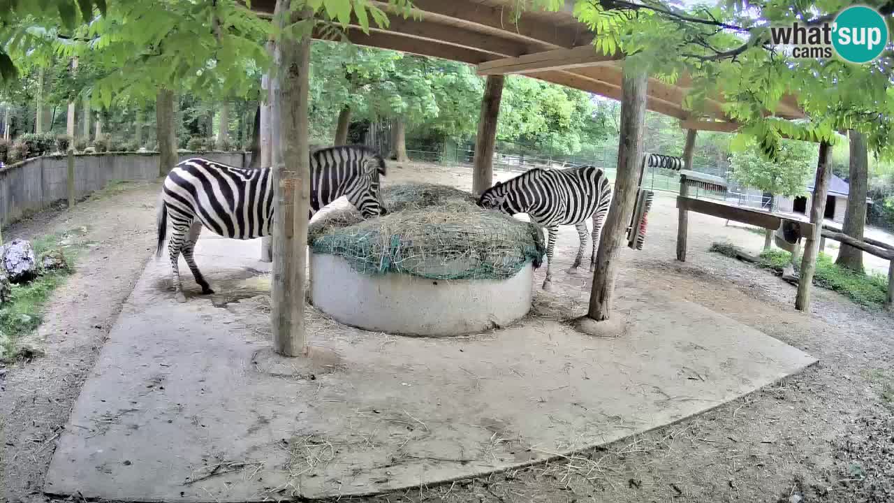 Le Zebre nello ZOO di Ljubljana – Slovenia Live webcam
