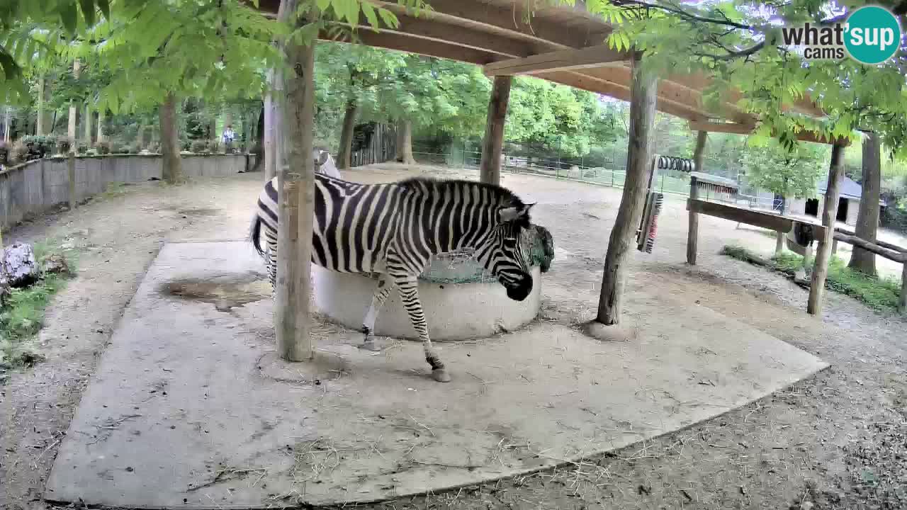 Zebre v živo v živalskem vrtu Ljubljana ZOO spletne kamere