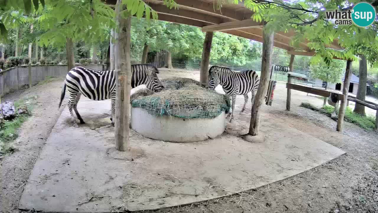 Live webcam Les zèbres in Ljubljana ZOO – Slovénie