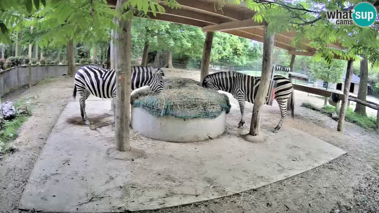 Live webcam Les zèbres in Ljubljana ZOO – Slovénie