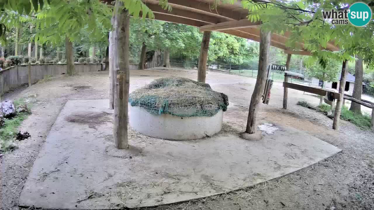 Live webcam Les zèbres in Ljubljana ZOO – Slovénie
