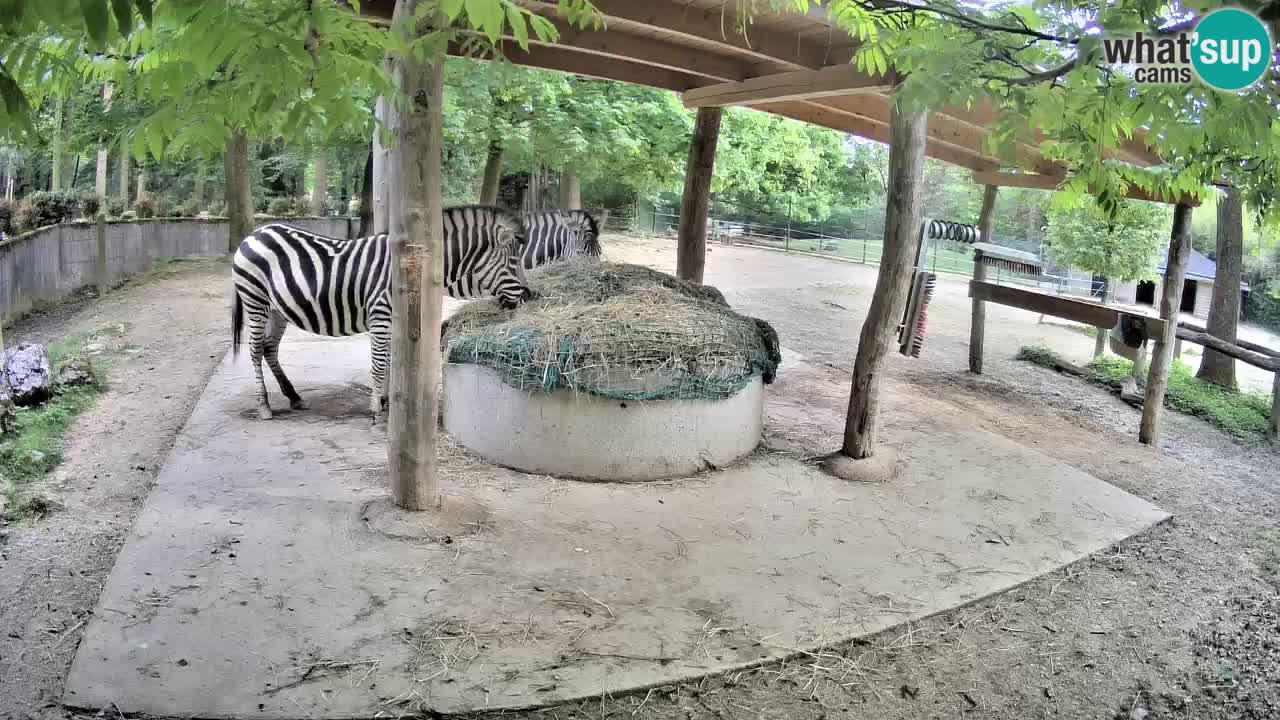 Live webcam Les zèbres in Ljubljana ZOO – Slovénie