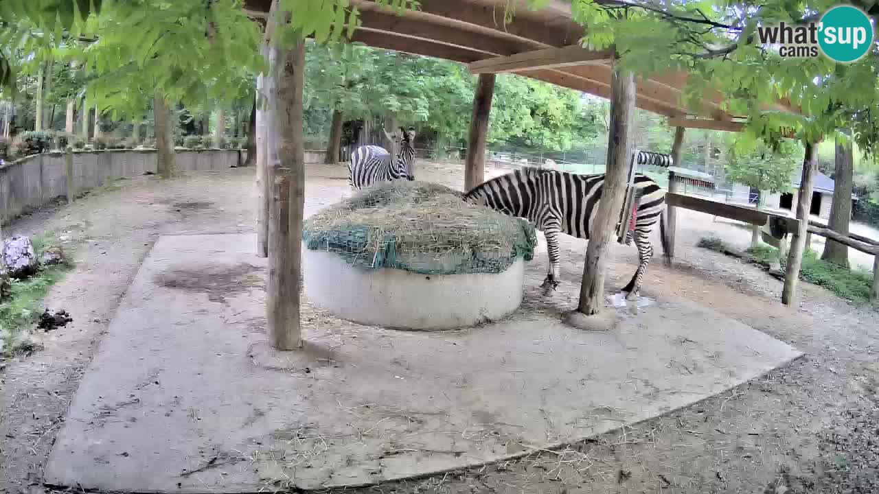 Web kamera uživo Zebras u ZOO Ljubljana – Slovenija