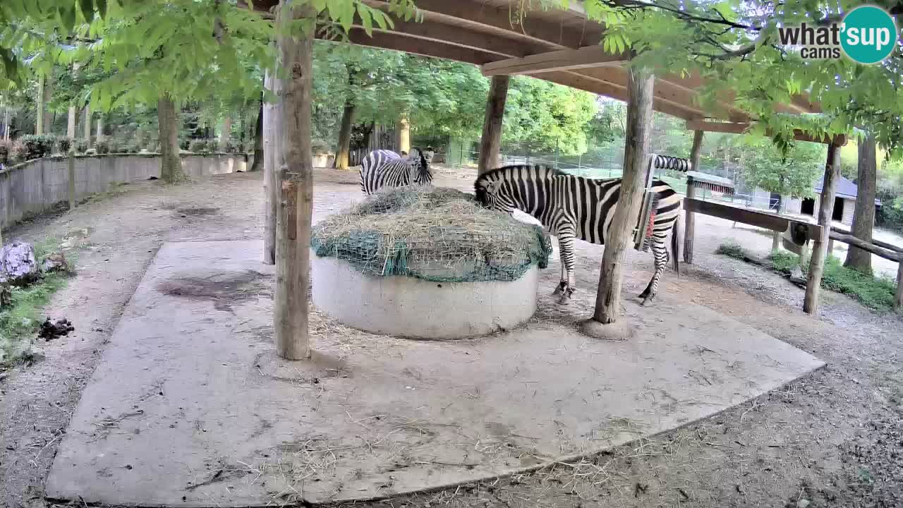 Zebre v živo v živalskem vrtu Ljubljana ZOO spletne kamere