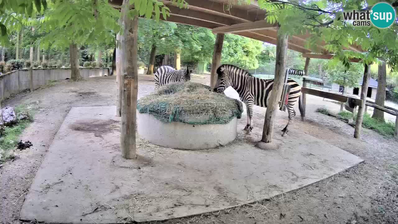 Live webcam Zebras in Ljubljana ZOO – Slovenia