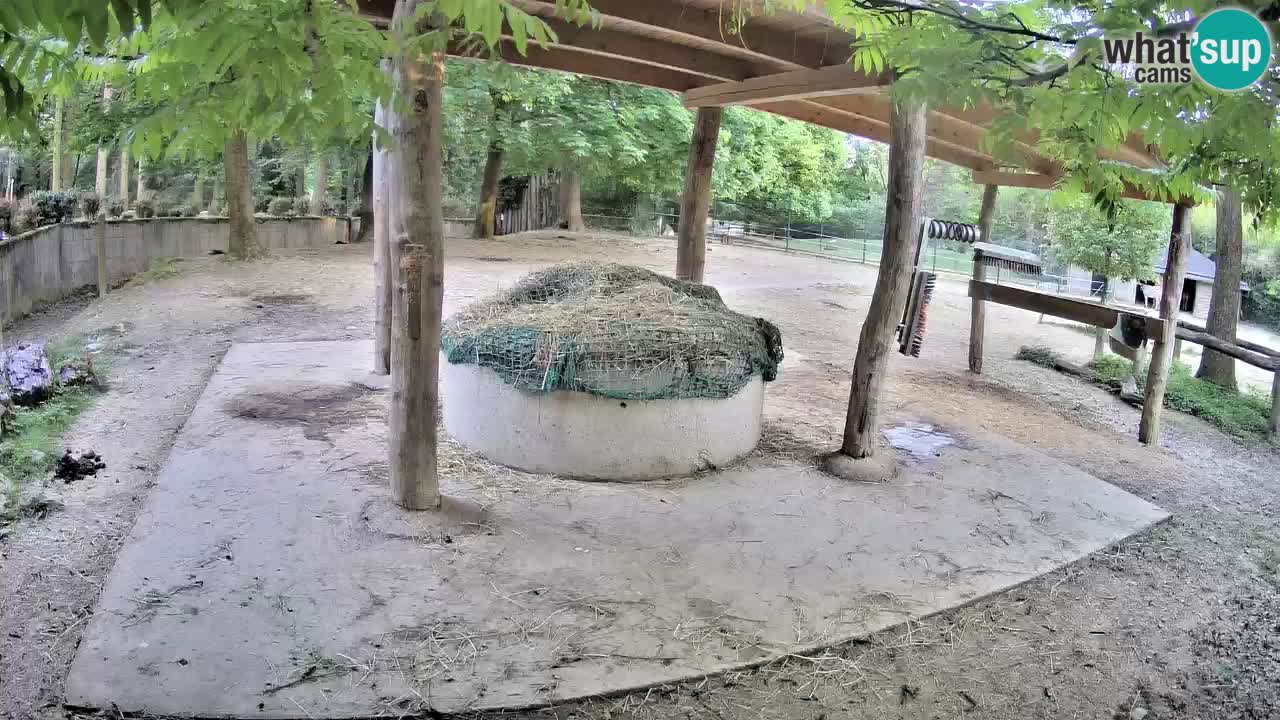 Live webcam Zebras in Ljubljana ZOO – Slovenia