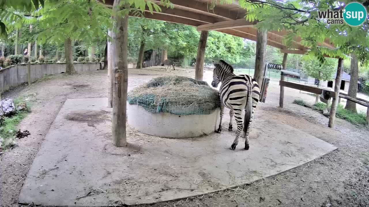 Live webcam Zebras in Ljubljana ZOO – Slovenia