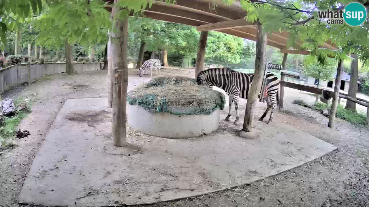 Live webcam Zebras in Ljubljana ZOO – Slovenia