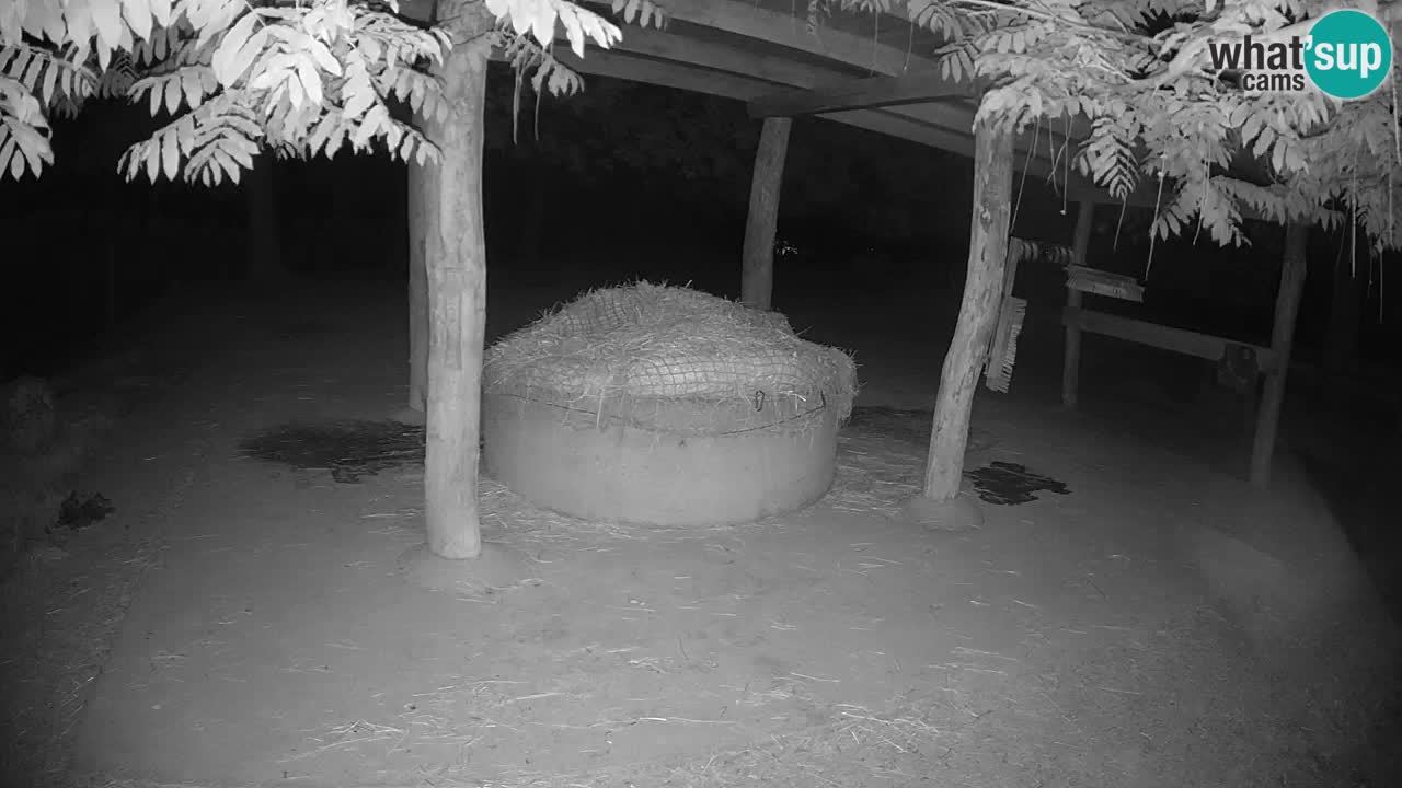Live webcam Zebras in Ljubljana ZOO – Slovenia