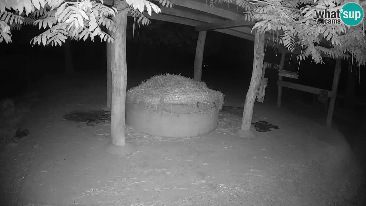 Live Webcam Zebras in Ljubljana ZOO – Slowenien
