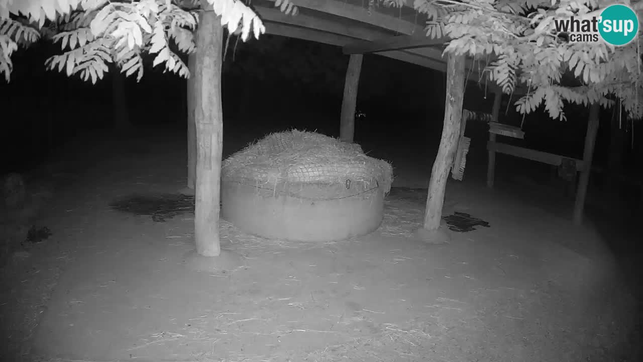 Live webcam Zebras in Ljubljana ZOO – Slovenia