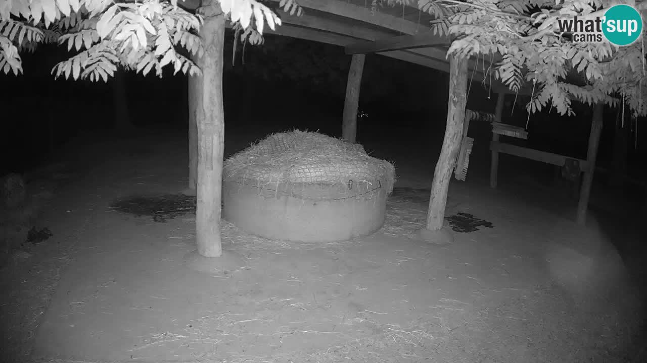 Live webcam Les zèbres in Ljubljana ZOO – Slovénie