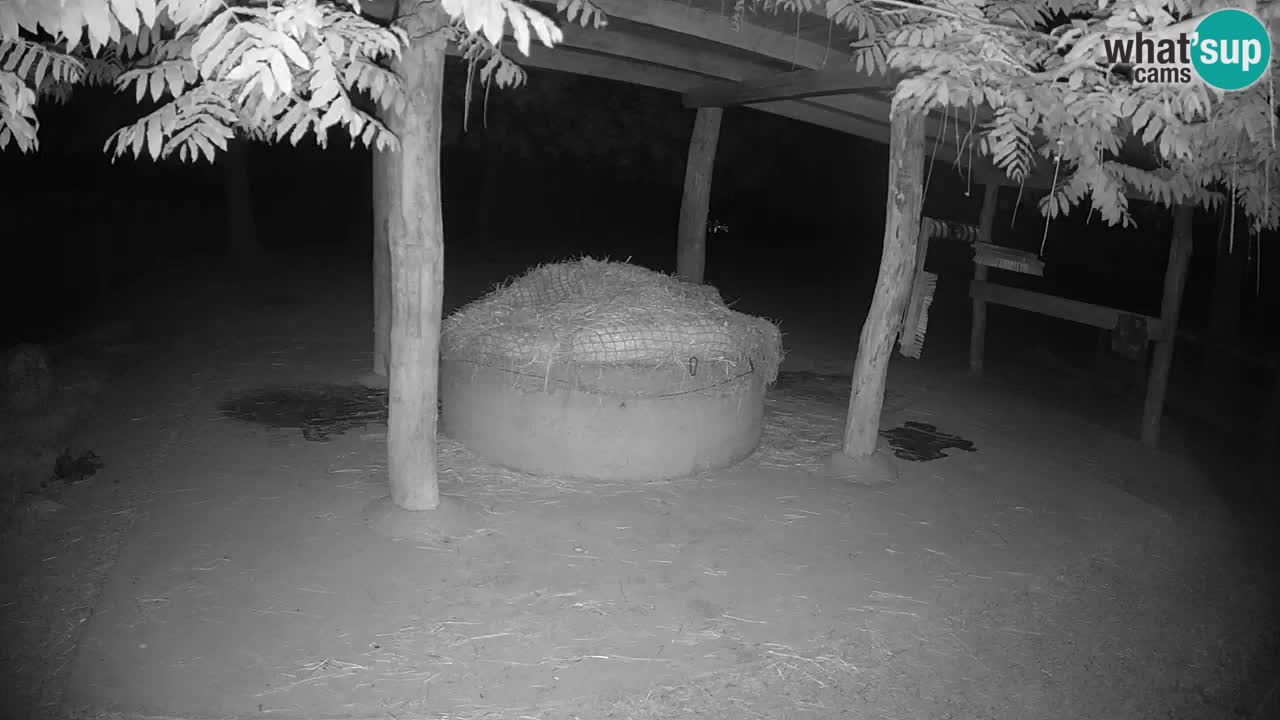 Live webcam Zebras in Ljubljana ZOO – Slovenia