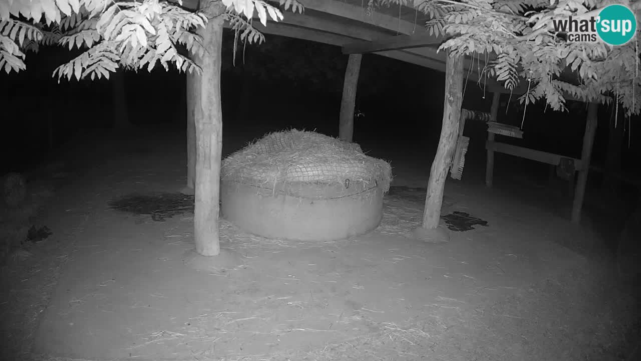 Live webcam Zebras in Ljubljana ZOO – Slovenia