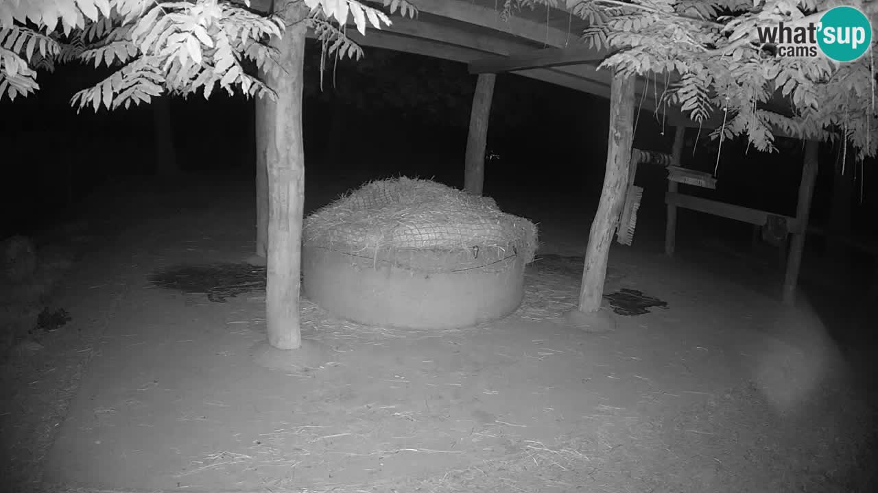 Web kamera uživo Zebras u ZOO Ljubljana – Slovenija