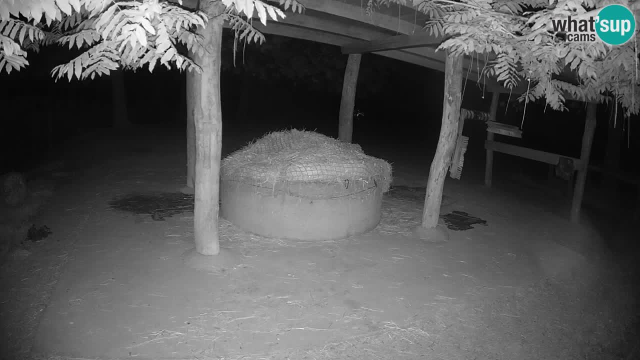 Web kamera uživo Zebras u ZOO Ljubljana – Slovenija