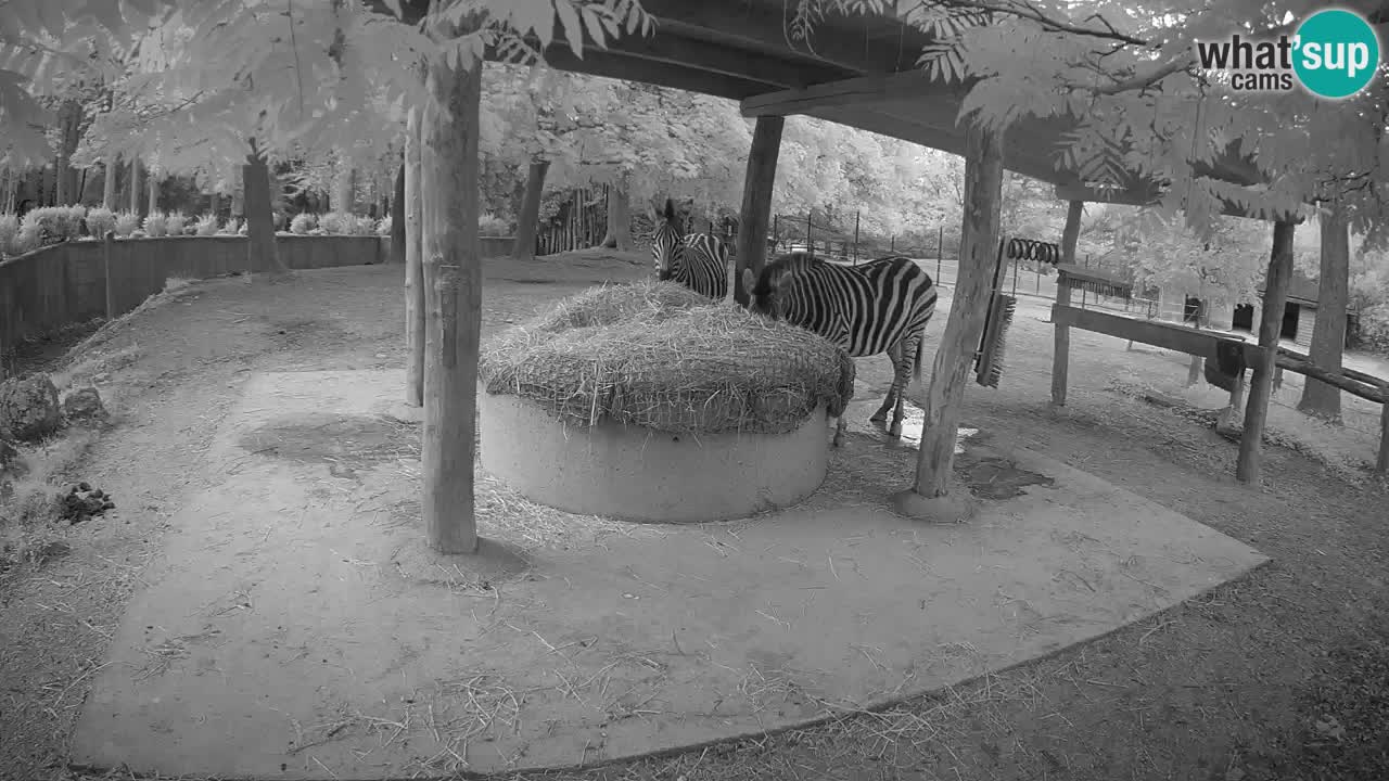 Live Webcam Zebras in Ljubljana ZOO – Slowenien