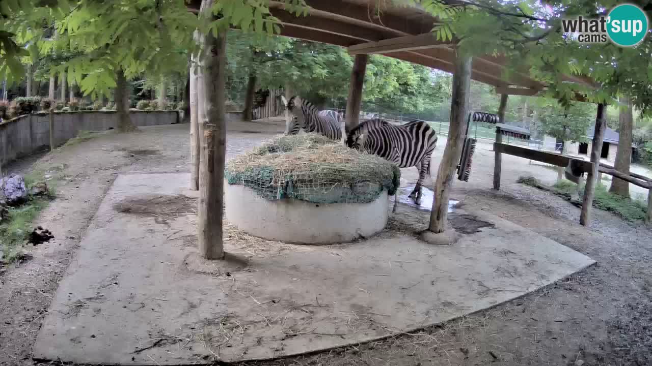 Live webcam Les zèbres in Ljubljana ZOO – Slovénie