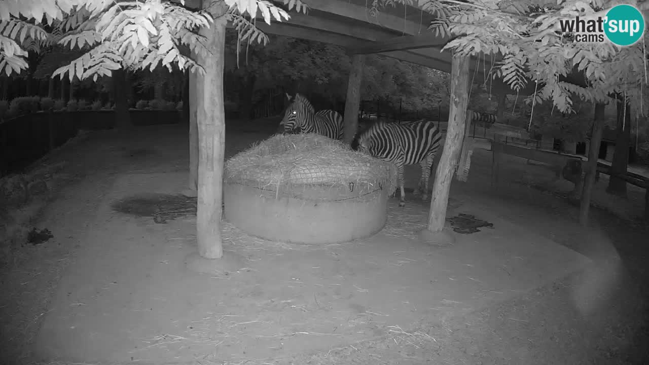 Camera en vivo Cebras in Ljubljana ZOO – Eslovenia