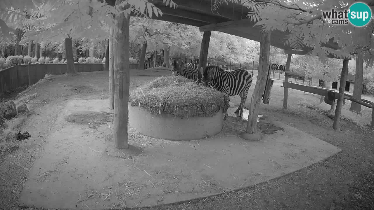 Le Zebre nello ZOO di Ljubljana – Slovenia Live webcam