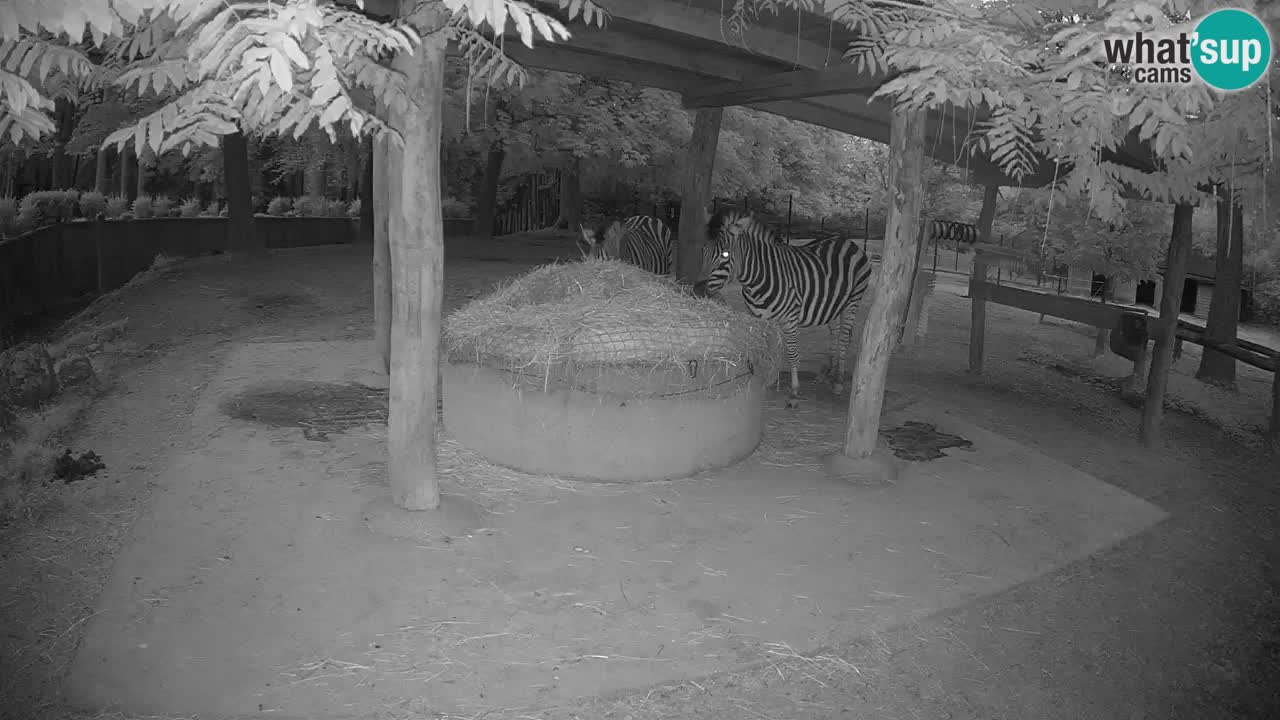 Le Zebre nello ZOO di Ljubljana – Slovenia Live webcam