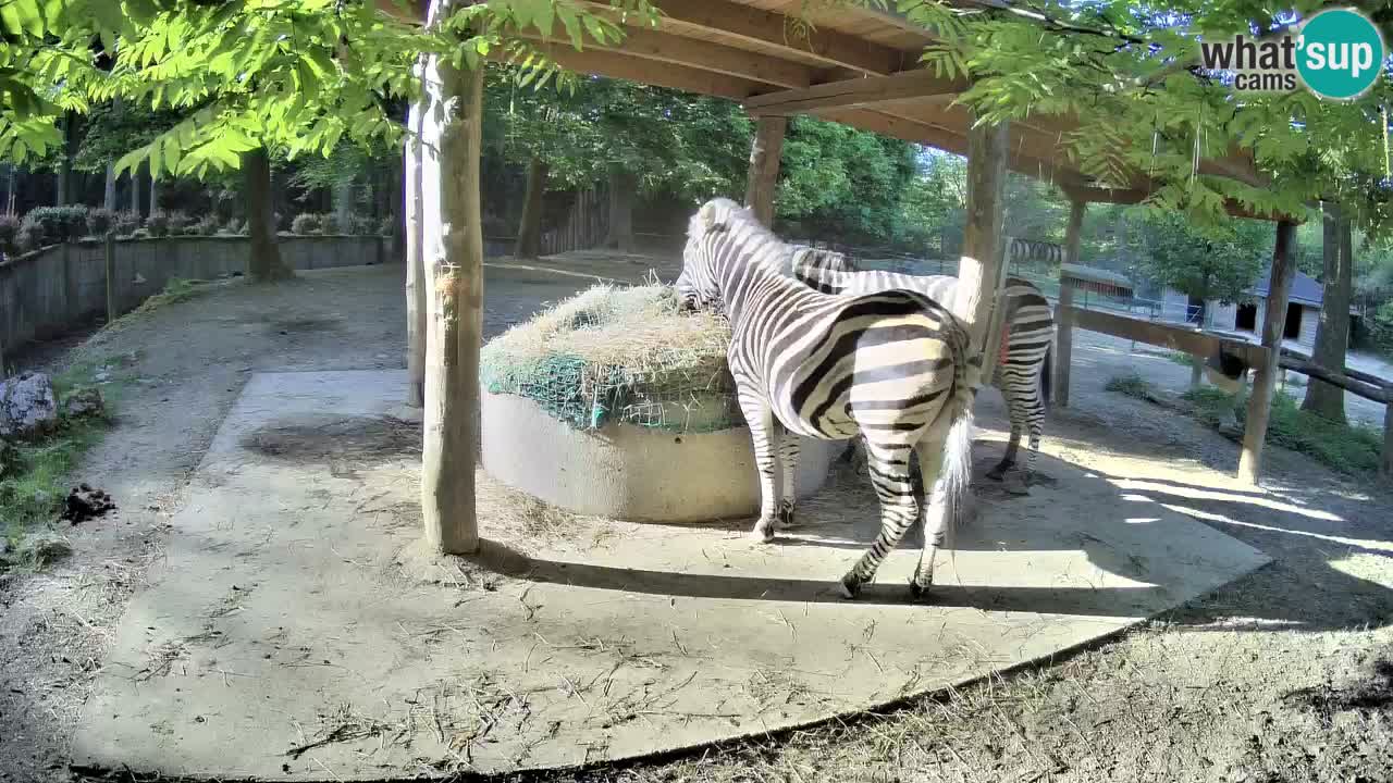 Live webcam Les zèbres in Ljubljana ZOO – Slovénie