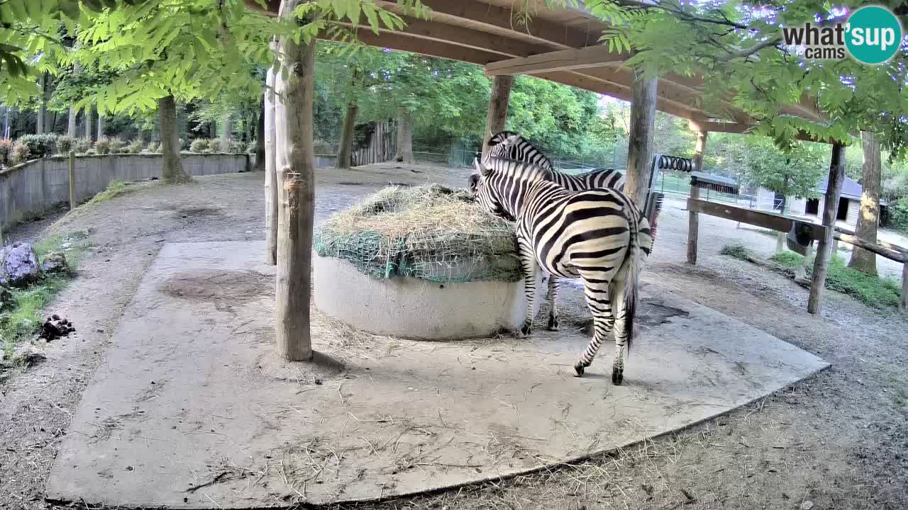 Live webcam Les zèbres in Ljubljana ZOO – Slovénie
